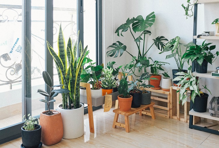 A Beginner's Guide to House Plants